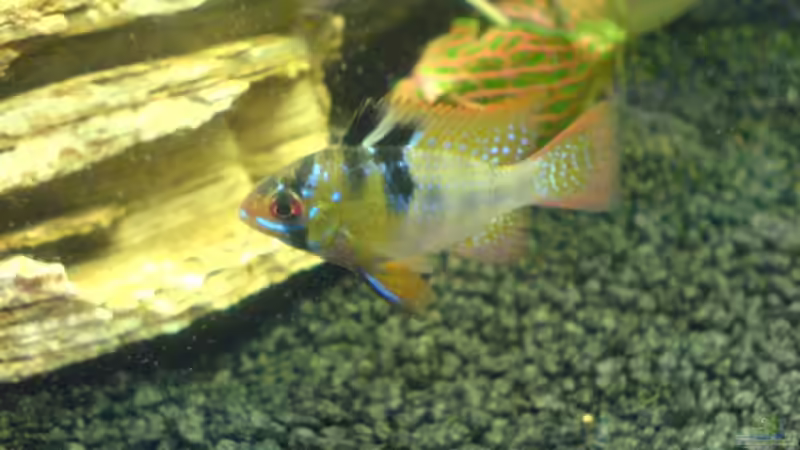 Das Männchen von Cathrin Krause (21)