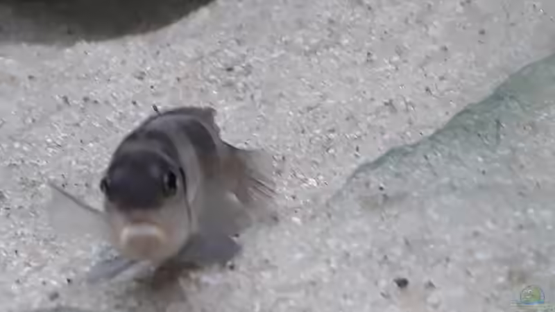 Das Männchen von NiRo (29)