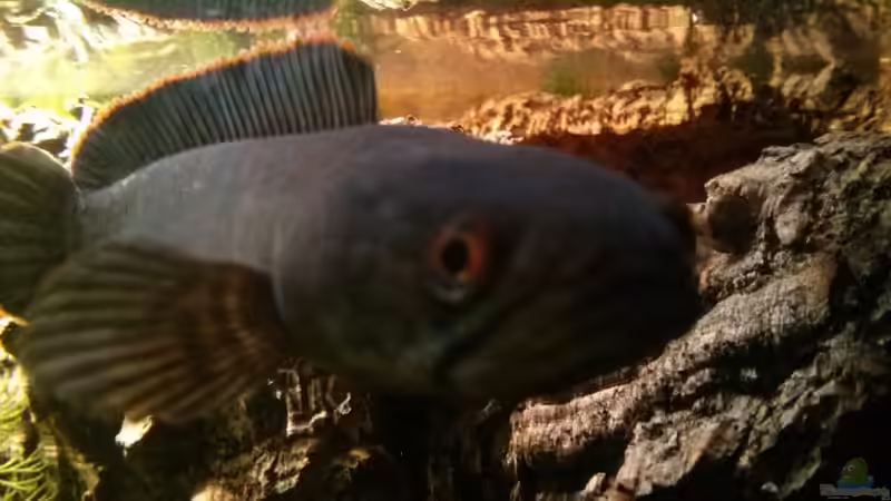 Das Männchen von vorne  von AquaTobi90 (54)