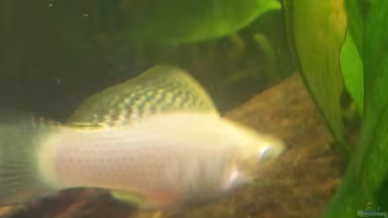 das Männlein macht den ´Silbernen Molly´ :-) von oliK (17)