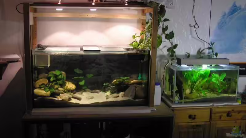 Das Malawibecken, daneben das Guppyzuchtbecken