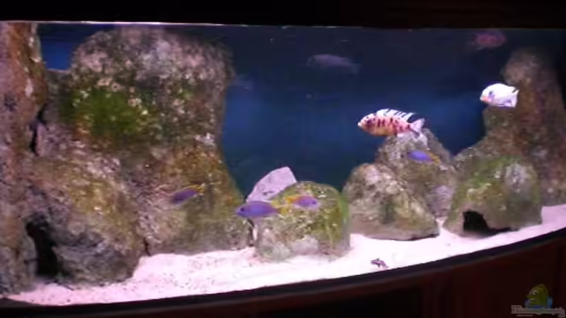 Das Malawisee Aquarium von Aqua-Dirk (1)