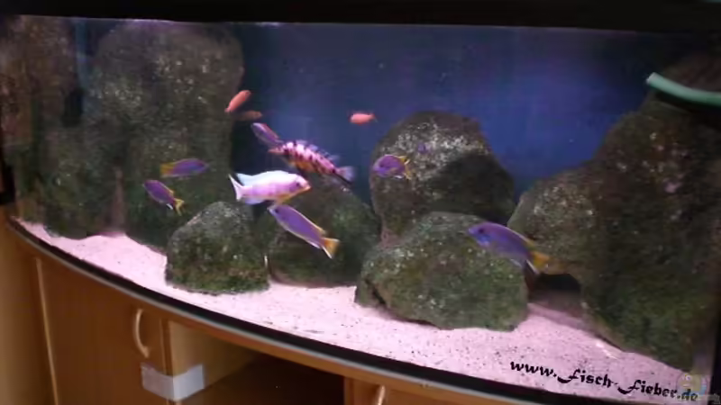 Das Malawisee Aquarium von Dirk Friebe (1)
