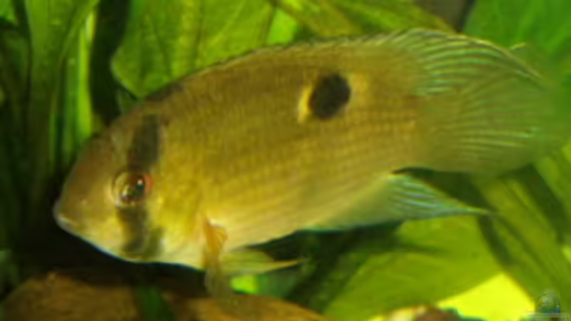 Das Maronibuntbarsch Männchen von Michael Spillner (9)