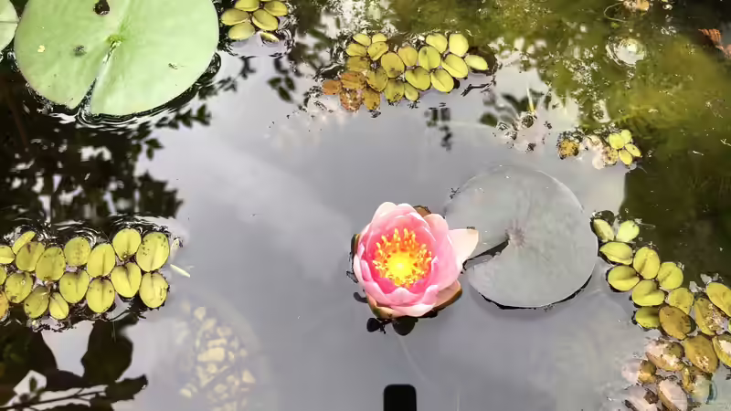 Das Medaka Freiland-Projekt Teil 2