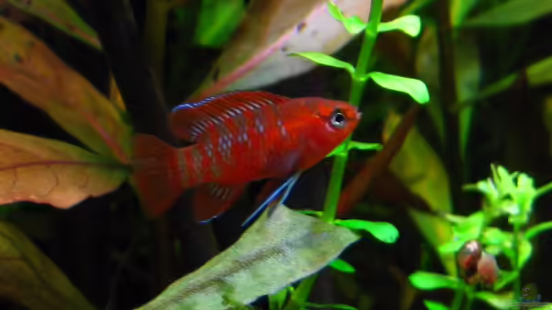 Das ´Mogelweibchen´ nach cirka 3 Wochen von Nanu (30)