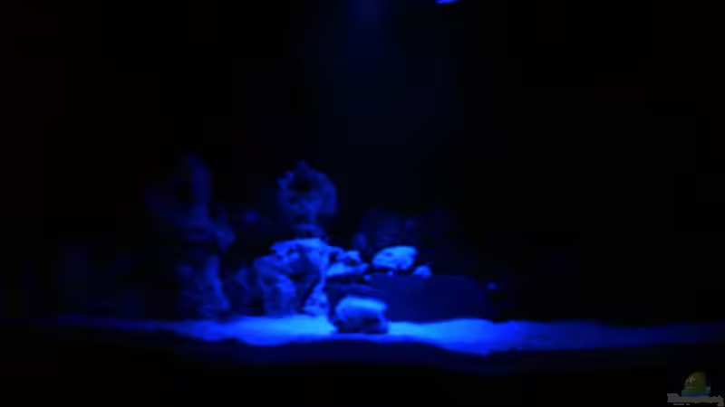 Das Mondlicht bringt einen wundervollen Zauber ins Becken von Danny Mietzsch (11)