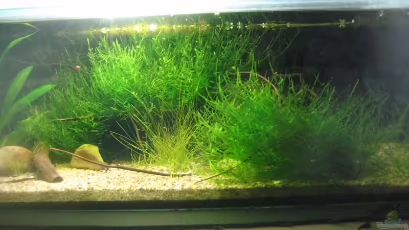 das moos hat schoen gewuchert:) von Tiburón (10)