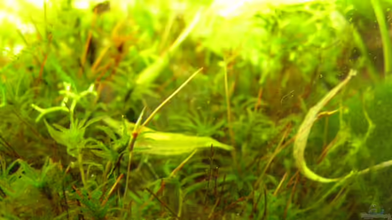 Das Moos mal aus der Nähe mit der grünen Garnele von SeLo (13)