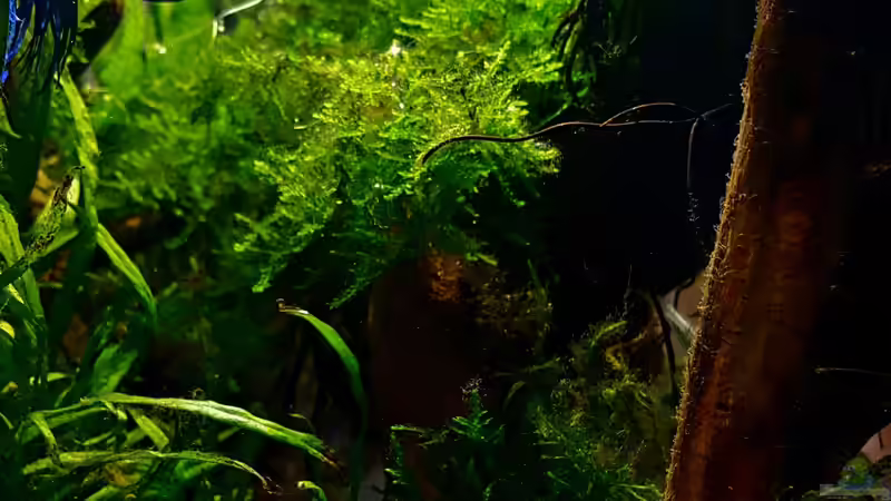 Das Moos wächst :)  von Erik H. (7)