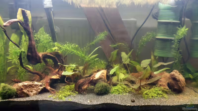 Das Myriophyllum ist fast vollständig eingegangen, dafür ist die Wasserpest eingezogen, von Zwergwels Fan (4)