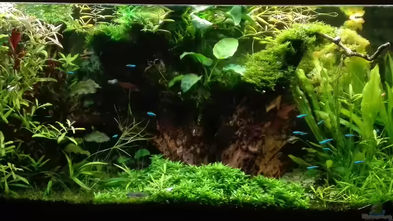 Das NANOZONAS von Lance Hardwood (3)