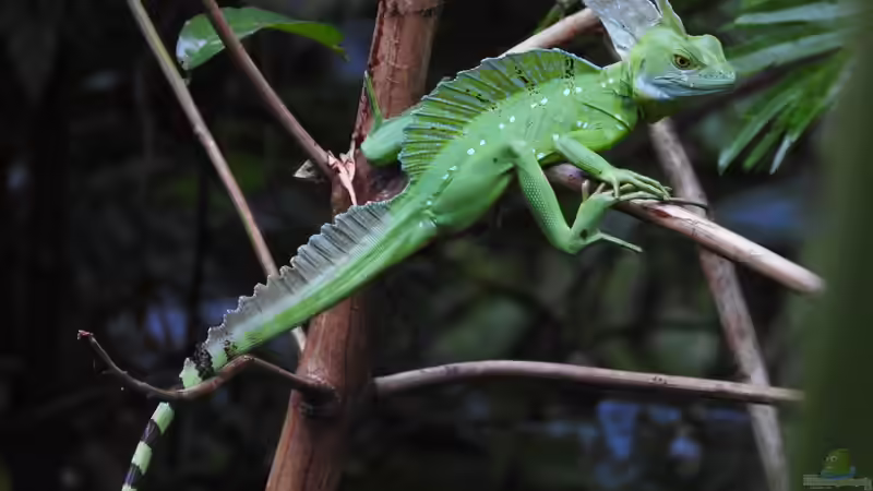 Das natürliche Habitat von Basiliscus plumifrons: Eine faszinierende Entdeckung