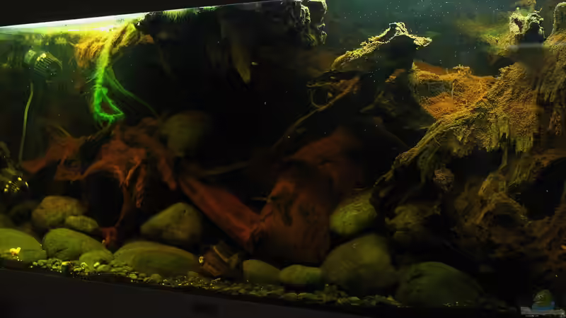 Das naturnahe Biotop für Harnischwelse, das etwas andere Artenbecken !!!