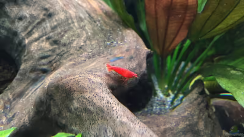 das nenn ich mal rot :-) von Danny (53)