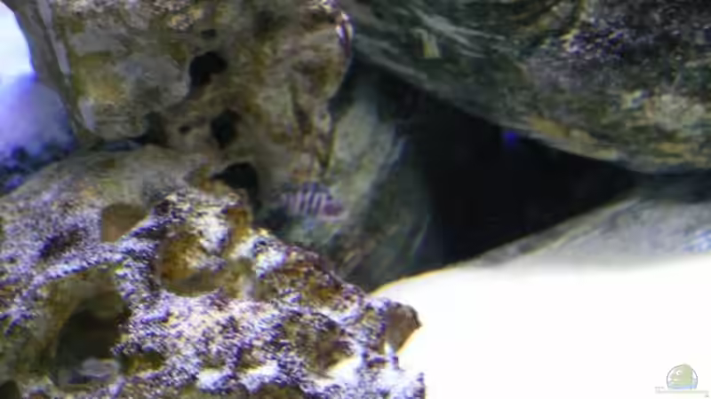 DAS nennen ich ´Tarnfarben´ !  von tenebroso (11)