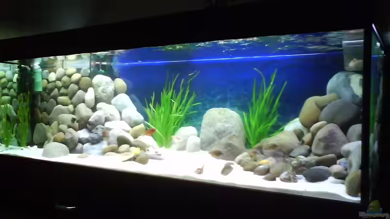 Das neue 648L-Becken von Gernold Lengert (1)