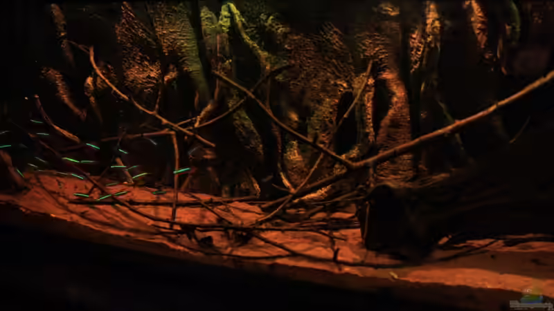 Das neue alte Becken, jetzt rein mit ??sten und Wurzeln dekoriert. von Florian Bandhauer (2)