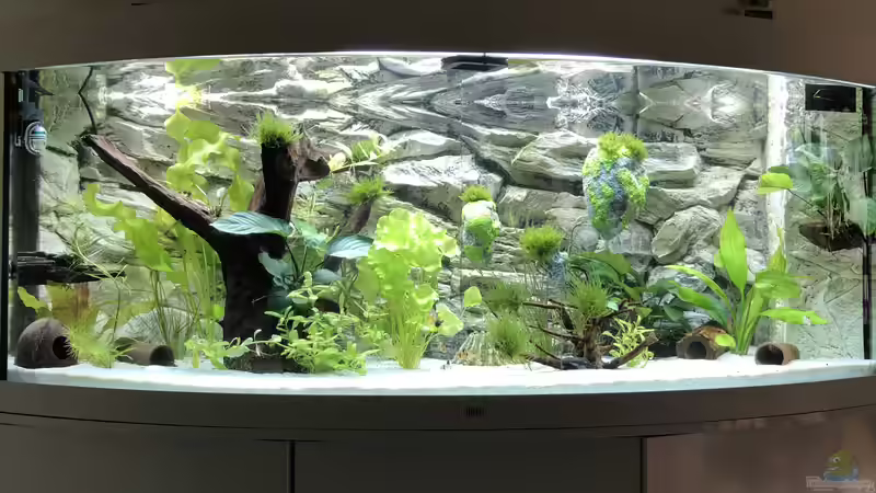 Das neue Aquarium. Bald ziehen Diskus ein. von stitch77