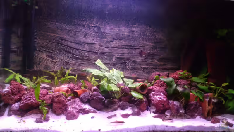 Das neue Becken | Linke Seite von derFalk (11)