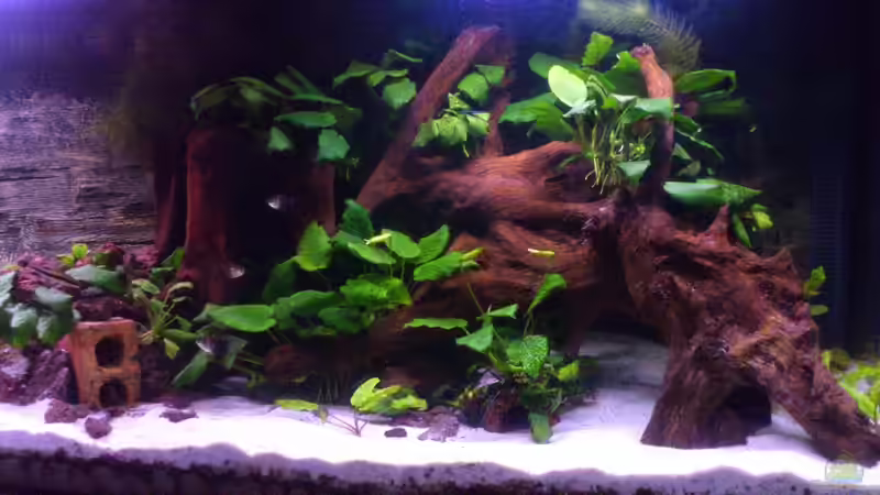 Das neue Becken | Rechte Seite von derFalk (12)