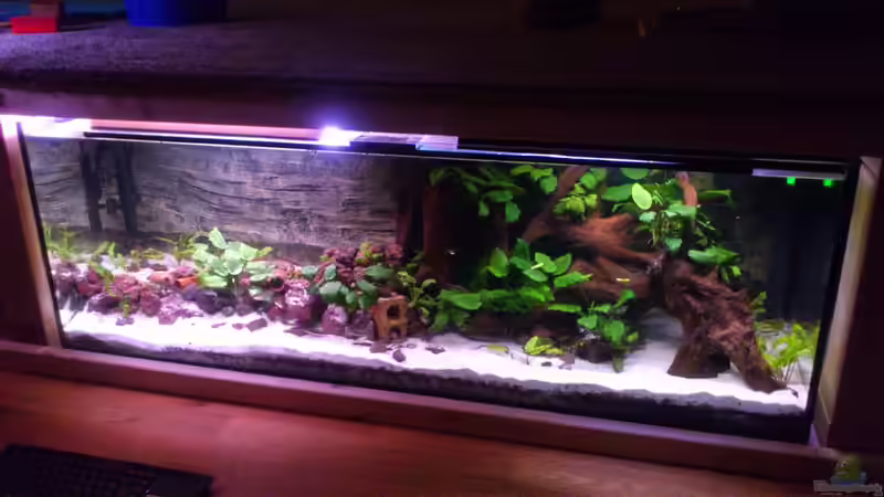 Das neue Becken nachdem die Fische eingezogen sind. von derFalk (10)