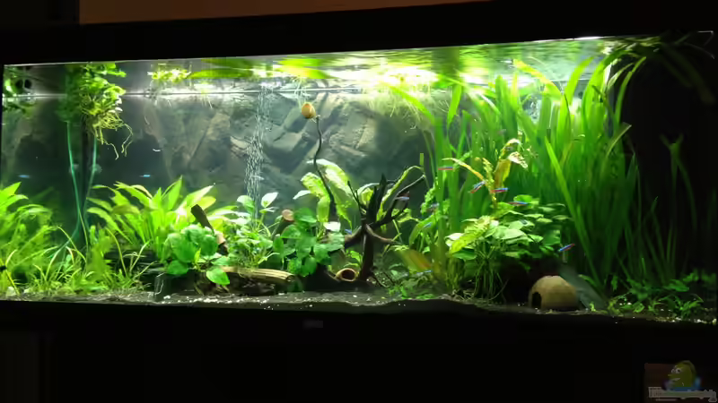 Das neue Juwel Rio 400 Becken