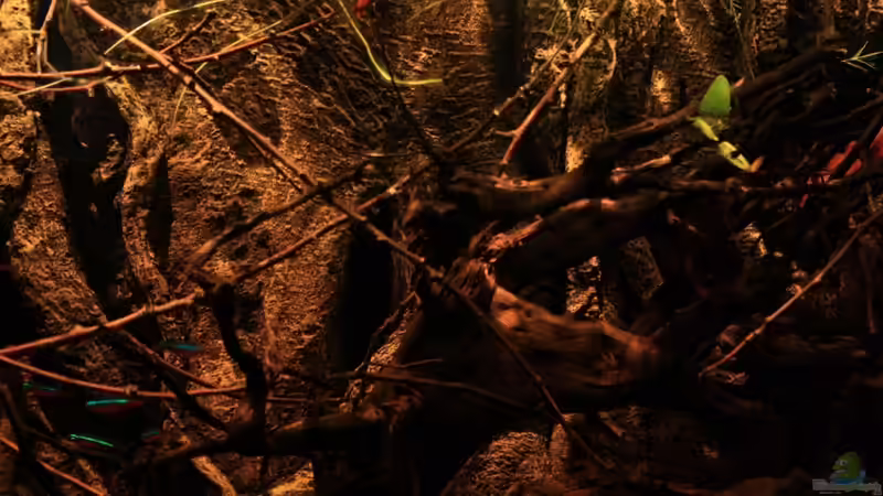 Das neue Licht im Becken und Eindrücke der Dekoration von Florian Bandhauer (14)