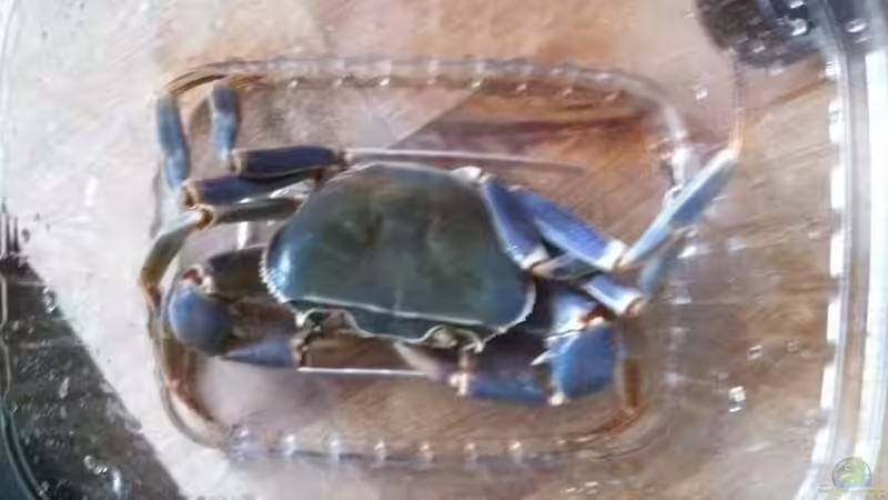 Das neue Männchen  von Dynnarts (45)