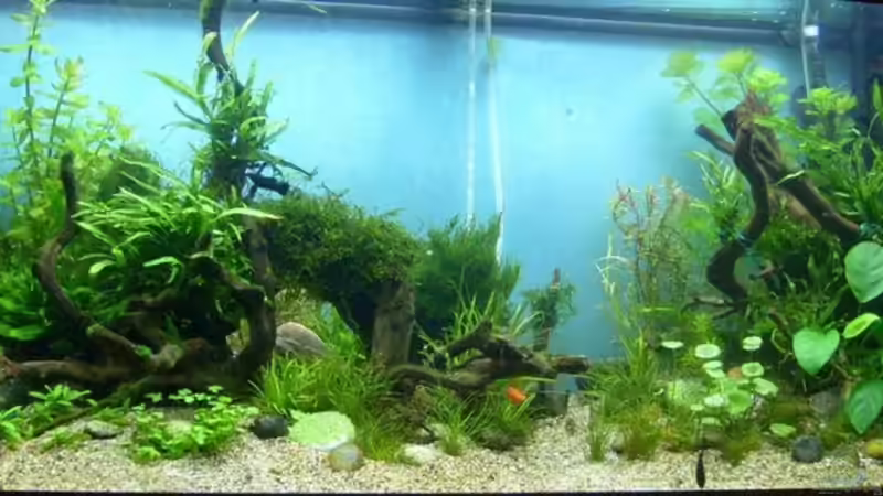 das neue rio versuch von Volkmar1 (2)