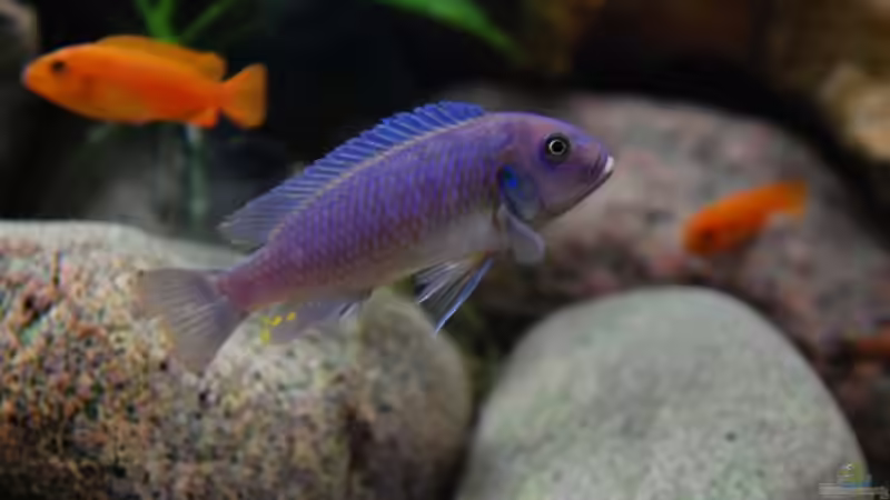 Das neue Weibchen ca. 10 cm von Beni (32)