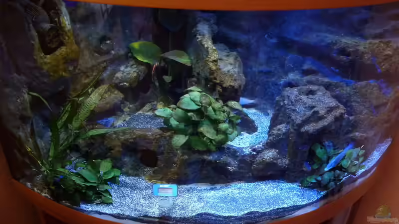 Das neue Zuhause von Couro (4)