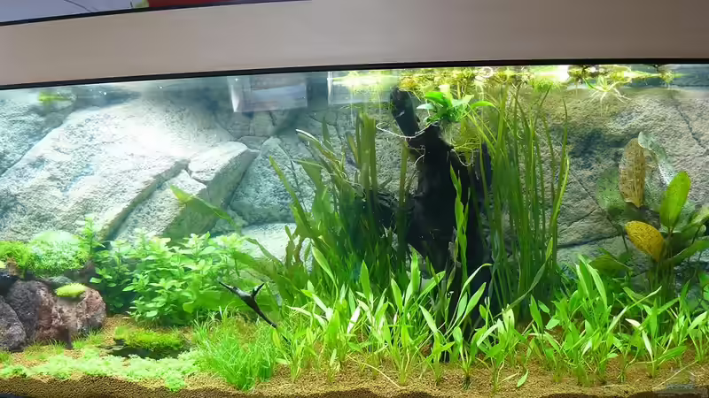 Das Neueingerichtete Becken im Ganzen von ---Fischburger---- (1)