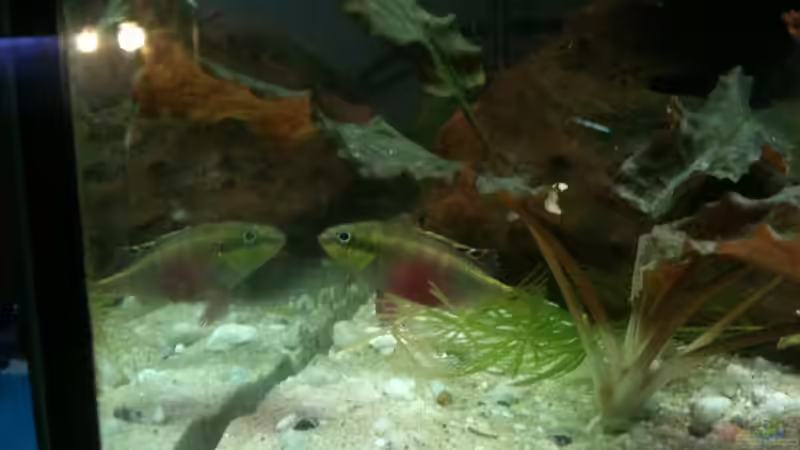 das noch schüchterne Weibchen von Exotist (44)