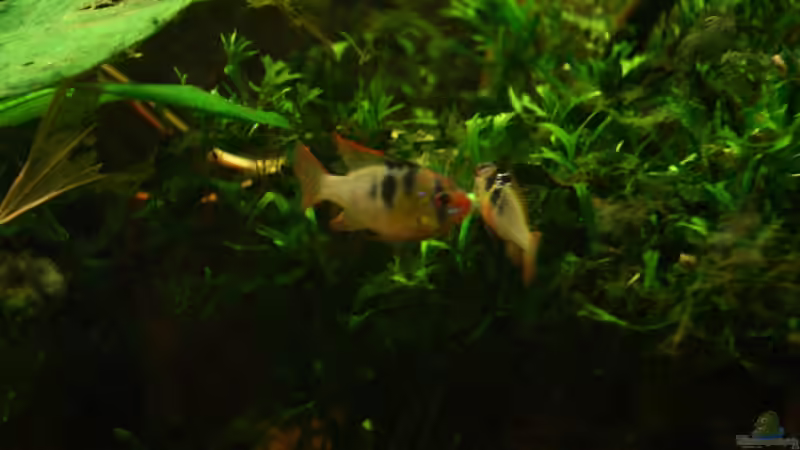 Das Paar  von Julien Preuß (7)