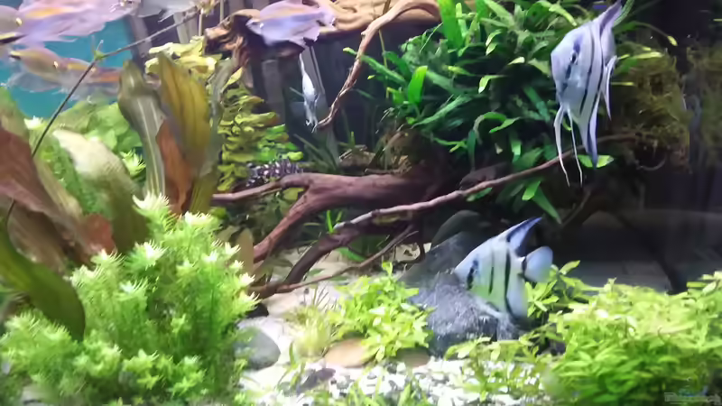 das Paar auf der rechten Seite  von Grünhexe (190)