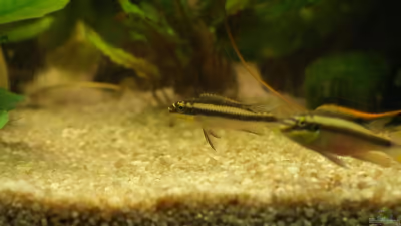 das Paar beisammen von Sunnyboy_72 (23)