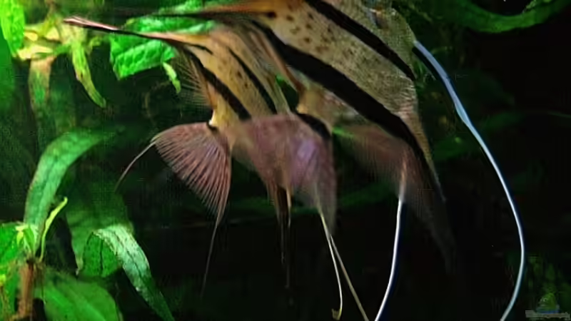 Das Paar fächelt den Eiern Frischwasser zu.... von Grobi (46)