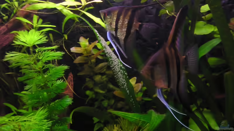 Das Paar hat sich gefunden !!! von JBuehrke (9)