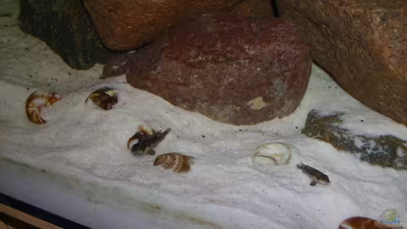 Das Paar von deBouwer (28)