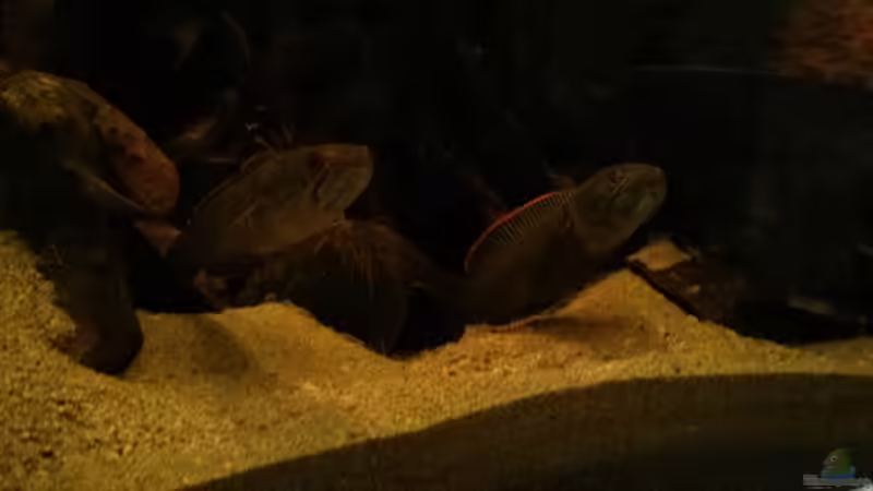 Das Pärchen im Blick ( Rechts Bock Links Weib von AquaTobi90 (48)