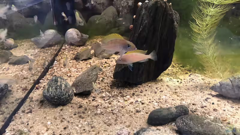 Das Pärchen lebt seit März 2017 bei mir... von Helga Kury (3)