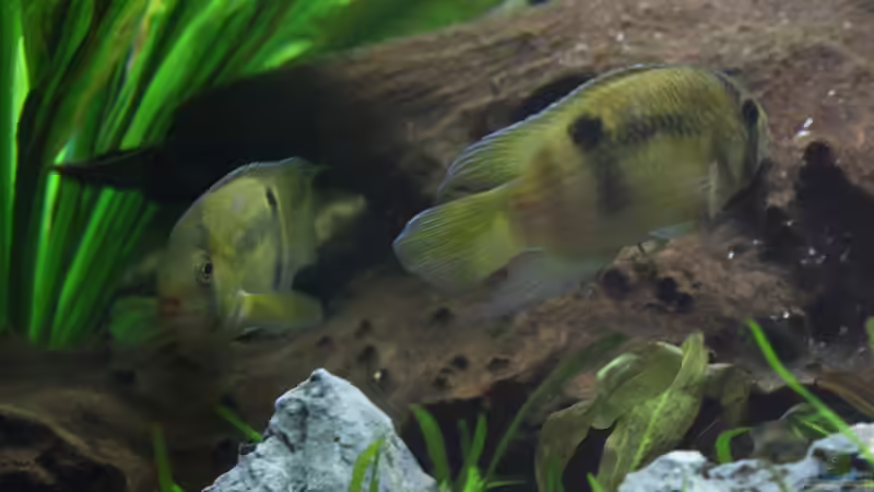 Das Pärchen Maronis von Falk (36)