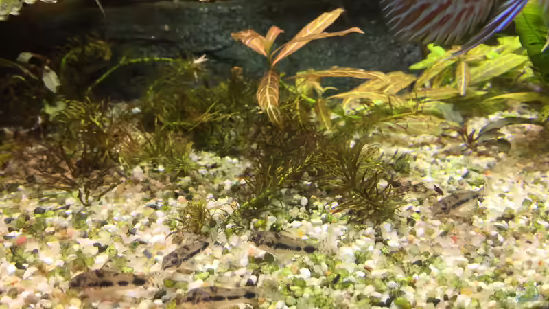 Das Panzerbataillon auf Streifzug;) von Diedelsen (22)