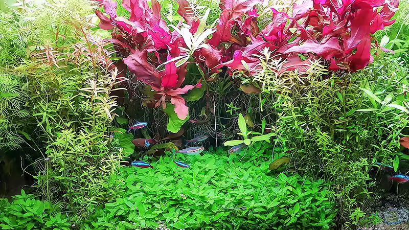 Das Papageienblatt macht sich sehr gut.  von odin 68 (89)