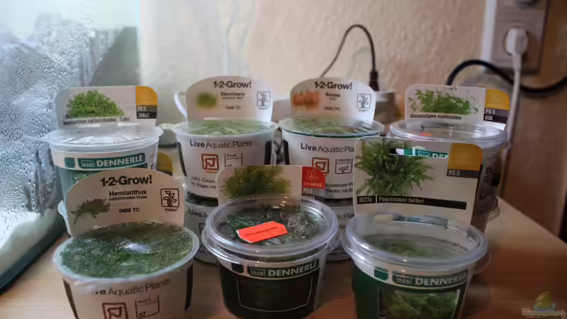 Das Pflanzensortiment von X-Rayminator (15)