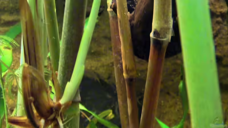 Das Phragmites wächst ... von Falk (30)