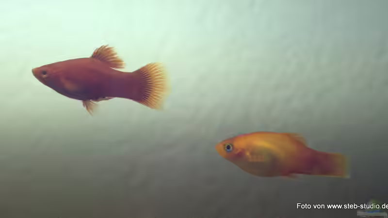 das Platypaar von SteB-Studio (7)