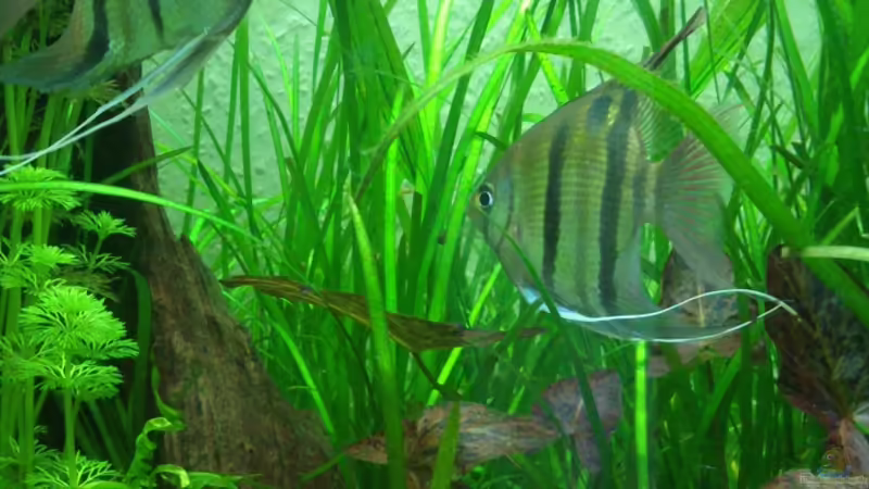 Aquarien mit Pterophyllum leopoldi (Leopolds Skalar)