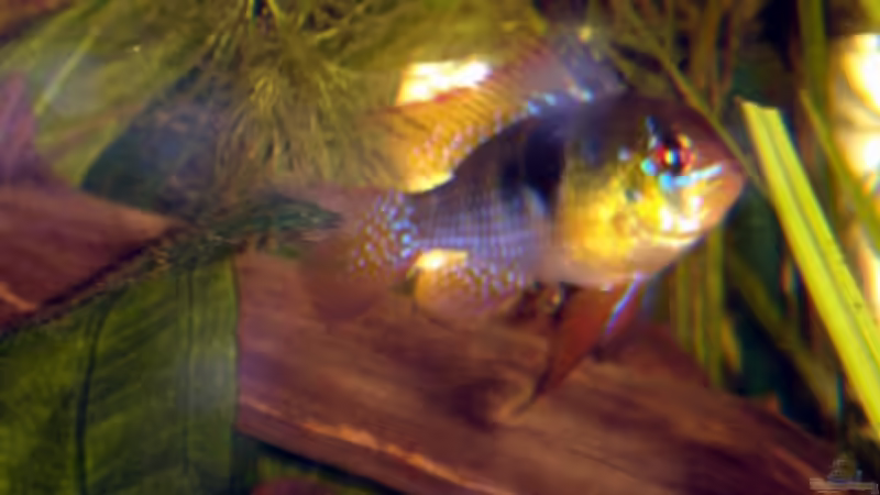 Das Ramirezi M von ray-78 (10)